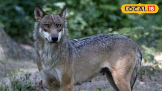 উত্তরপ্রদেশে ফের হিংস্র নেকড়ের আক্রমণ?