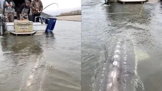 বঁড়শি যা গাঁথল, সেই ভিডিও দেখলেও থ' হয়ে যেতে হয়!(Photo/@AMAZlNGNATURE)