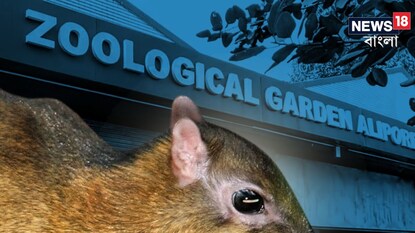 দেখতে ইঁদুরের মতো, আসলে হরিণ! আলিপুর চিড়িয়াখানায় এল নতুন অতিথি, কে দত্তক নিলেন? দেখতে ইঁদুরের মতো, আসলে হরিণ! আলিপুর চিড়িয়াখানায় এল নতুন অতিথি, কে দত্তক নিলেন?