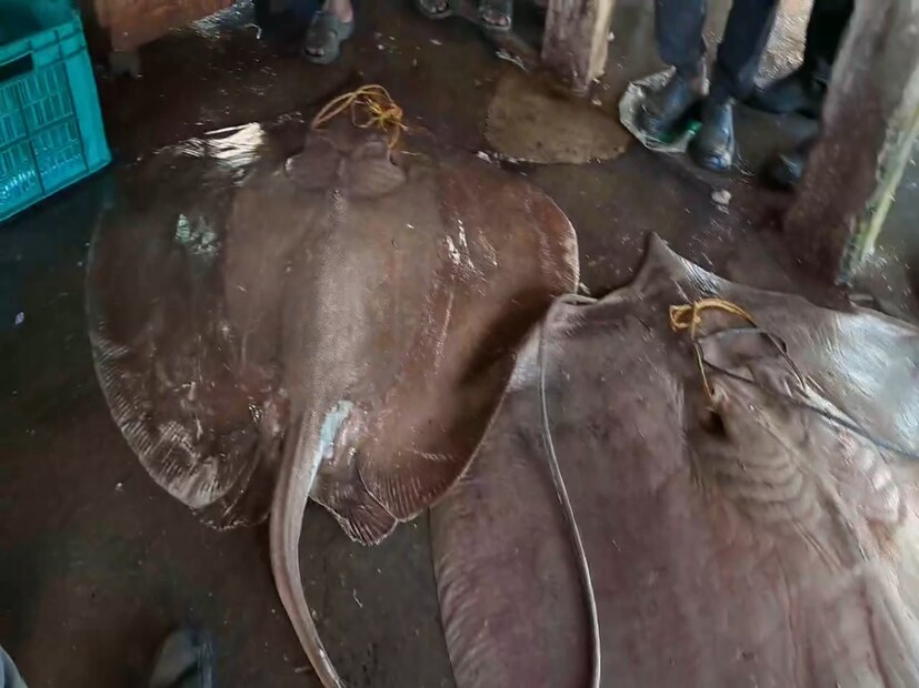 পরপর কয়েক বছর সামুদ্রিক মাছের খরা দিঘা মোহনা মৎস্য নিলাম কেন্দ্রে। ফলে ট্রলার মালিক থেকে মৎস্যজীবীরা আর্থিকভাবে ক্ষতির মুখ দেখছিল। এবছর ব্যান পিরিয়ড শেষে শিকারে যাওয়ার সময় মৎস্যজীবীরা আশাবাদী ছিল এবার সামুদ্রিক মাছ ভাল পরিমাণউঠে আসবে জালে। মরশুমের শুরুর দিকে মৎস্যজীবীদের আশানুরূপ মাছ উঠে আসেনি জালে। 