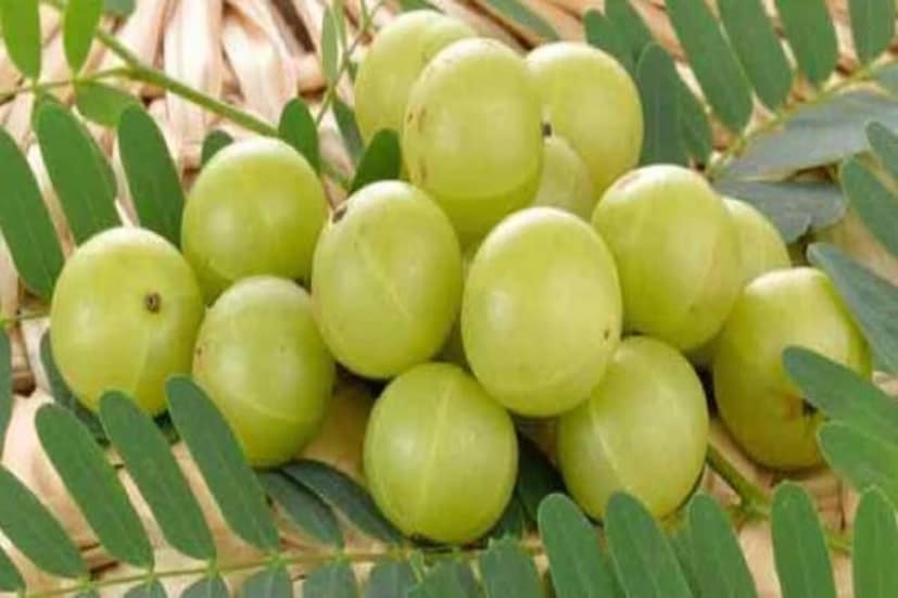 এরপর মাটি উর্বর করার জন্য গোবর কম্পোস্ট মাটির সঙ্গে মিশিয়ে তাতে গাছ রোপণ করতে হবে। এরপর একটানা জল দিলে আমলকি গাছ কয়েক দিন পর বড় হতে শুরু করবে। পোকামাকড় এবং উইপোকা থেকে এই গাছকে রক্ষা করার জন্য প্রয়োজনীয় ওষুধও ব্যবহার করা যেতে পারে।