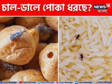 চাল-ডালে পোকা ধরেছে? কৌটোয় রাখুন এই 'একটা' জিনিস! পোকার বংশ থাকবে না