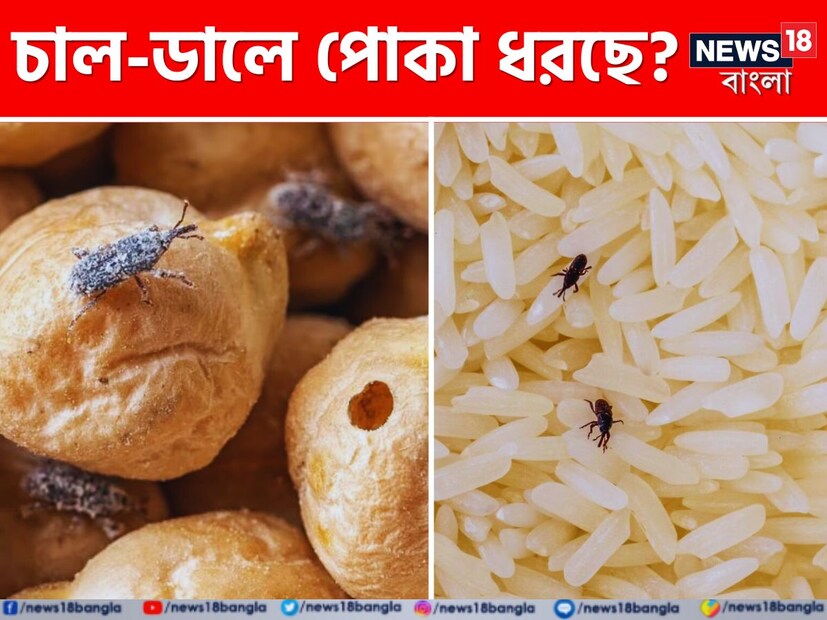 চাল, ডাল প্রতিটি পরিবারের নিত‍্যসঙ্গী। বাঙালির দুপুরে ভাতে, ডাল না মেখে সম্পূর্ণ হয় না। তবে চাল, ডাল কেউ এক দু’দিনের জন‍্য নয়, এক মাস বা তারও বেশি সময়ের জন‍্য কিনে রাখে। কিন্তু দাম দিয়ে কেনা চাল, কিংবা ডালে অনেক সময়েই পোকা হয়ে যায়। (Disclaimer: এই প্রতিবেদনটি কেবলমাত্র সাধারণ তথ্যের জন্য, তাই বিস্তারিত জানতে হলে সর্বদা বিশেষজ্ঞের পরামর্শ নিন।)