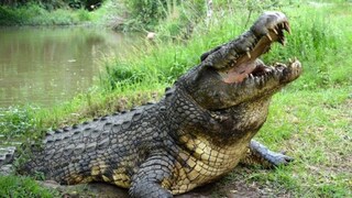 পা ধুতে গিয়ে ভয়ঙ্কর ঘটনা! মহিলাকে জলে টেনে নিয়ে গেল কুমির, তারপর... পা ধুতে গিয়ে ভয়ঙ্কর ঘটনা! মহিলাকে জলে টেনে নিয়ে গেল কুমির, তারপর...