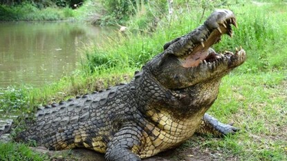 পা ধুতে গিয়ে ভয়ঙ্কর ঘটনা! মহিলাকে জলে টেনে নিয়ে গেল কুমির, তারপর... পা ধুতে গিয়ে ভয়ঙ্কর ঘটনা! মহিলাকে জলে টেনে নিয়ে গেল কুমির, তারপর...