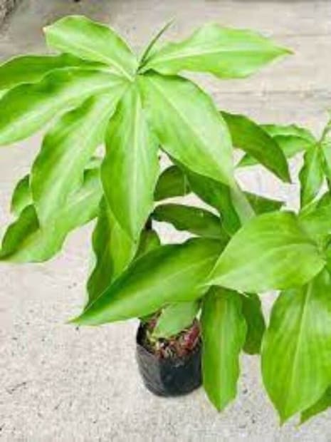 ইনসুলিন গাছের পাতায় আছে প্রোটিন, ফ্ল্যাভোনয়েড, অ্যান্টিঅক্সিসাইড, অ্যাসকরবিক অ্যাসিড, বিটা ক্যারোটিন৷ ফলে ডায়াবেটিস নিয়ন্ত্রণের পাশাপাশি অন্যান্য শারীরিক সুস্থতাও বজায় থাকে৷ 
