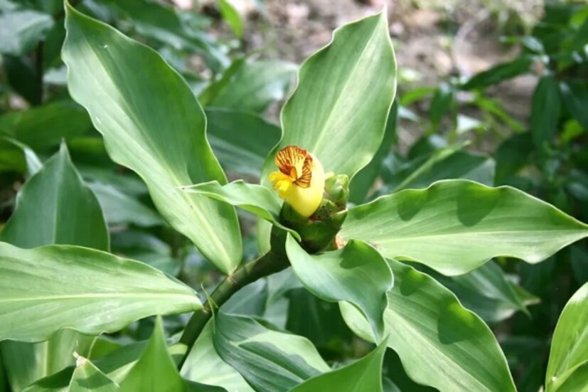 এই গাছ থেকে সরাসরি ইনসুলিন পাওয়া যায় না৷ তবে গাছের পাতা চিবিয়ে খেলে শরীরে ইনসুলিন উৎপাদন বৃদ্ধি পায়৷ টাইপ টু ডায়াবেটিসে অত্যন্ত কার্যকর ইনসুলিন গাছের পাতা৷ বলছেন আয়ুর্বেদ চিকিৎসক সিদ্ধার্থ শুক্লা৷