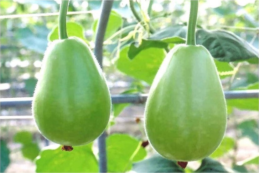 লাউয়ে প্রচুর পরিমাণে আছে ভিটামিন সি, বিটা ক্যারোটিন৷ এই সবজির অ্যান্টিঅক্সিড্যান্টের গুণে শরীর থেকে অক্সিডেটিভ স্ট্রেস দূর করে৷ ইউরিক অ্যাসিডের পরিমাণ লাঘব করে৷