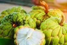 ব্লাড সুগারের যম! যৌবন ধরে রাখার জাদুকাঠি! উপকারী হলেও ভুলেও আতা খাবেন না এঁরা..