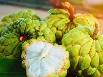 ব্লাড সুগারের যম! যৌবন ধরে রাখার জাদুকাঠি! উপকারী হলেও ভুলেও আতা খাবেন না এঁরা.. ব্লাড সুগারের যম! যৌবন ধরে রাখার জাদুকাঠি! উপকারী হলেও ভুলেও আতা খাবেন না এঁরা..