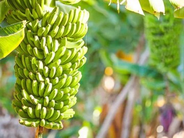 সারাবছর বাজারে চাহিদা তুঙ্গে! এই ফলের চাষ শুরু করলে রাতারাতি মালামাল!