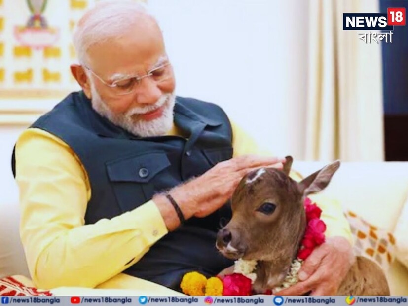 ছোট্ট মিষ্টি এক সদস্য এসেছে প্রধানমন্ত্রী নরেন্দ্র মোদির পরিবারে। তাকে জড়িয়ে চুমু খাচ্ছেন মোদি, এমন ছবি ভাইরাল হয়েছে সম্প্রতি। সকলেই দেখেছেন সেই পোষ্য বাছুরকে, আর কৌতূহলী হয়েছেন, এমনও হয়! বনসাই গরু? চলছে জল্পনা। 