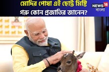 মোদির পোষ্যকে নিয়ে হইচই! ছোট্ট মিষ্টি এই বাছুর বিশ্বে বিরল! জানলে চমকে যাবেন...