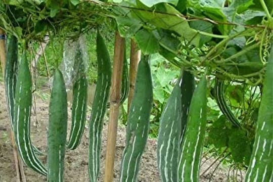 চিচিঙ্গের ইংরেজি স্নেক গোর্ড (Snake Gourd)। চেহারায় সাপের সঙ্গে সাদৃশ্য থাকলেও কাজের দিক থেকে অনন্য। নামে সাপ, কাজের দিক থেকে শারীরিক অসুস্থতার অভিশাপ দূর করে চিচিঙ্গে।