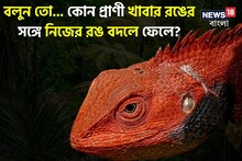 ৯৯% মানুষই জানেন না, কোন প্রাণী খাবার রঙের সঙ্গে নিজের রঙ বদলে ফেলে?