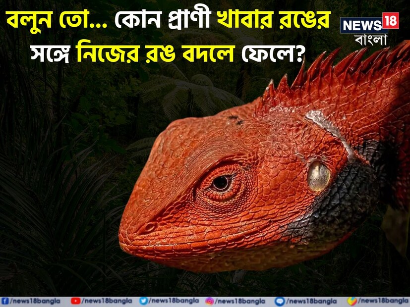 পৃথিবীতে অনেক প্রাণীই আছে যারা তাদের নিজস্ব বৈশিষ্ট্যের জন্য বিখ্যাত। তেমনি একটি প্রাণী হল এক বিশেষ প্রজাতি পিঁপড়ে। 