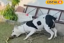 সাপের হাত থেকে মালিকের ছেলেমেয়েদের বাঁচাল পিটবুল... ভিডিও দেখলে শিউরে উঠবেন