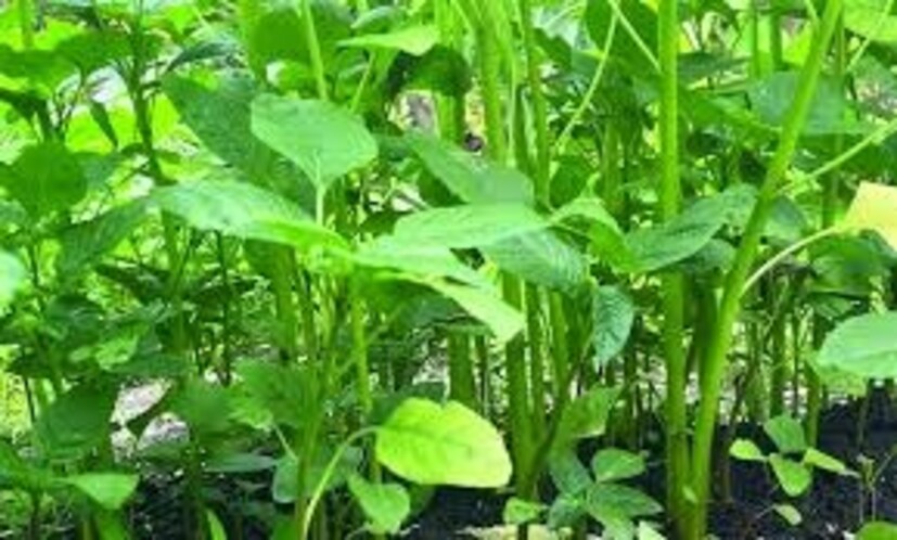 ডাঁটাশাকের ভিটামিন এ এবং ভিটামিন সি রোগ প্রতিরোধ করে। দৃষ্টিশক্তি ও ত্বকের স্বাস্থ্য ভাল রাখে। রাতকানা রোগ রোধ করে। এই শাকের ফোলিক অ্যাসিড অন্তঃসত্ত্বা ও প্রসূতিদের জন্য খুবই উপকারী।