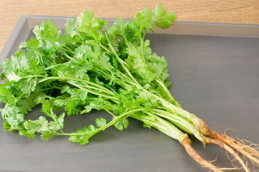 যাঁরা বাগানের কাজে অতটাও দক্ষ নন, তাঁরা ধনেদানা ছড়িয়ে এর পাতা ফলাতে যাবেন না। বরং শিকড়সমেত তাজা ডাল থেকে চেষ্টা করুন।