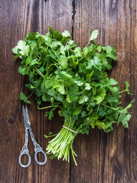 বাজার থেকে কেনা ধনেপাতার মধ্যে কয়েকটা তাজা, শিকড়-সহ ডাল আলাদা করুন। স্বচ্ছ বোতলে জলের মধ্যে ডুবিয়ে রাখুন সেই ডালগুলি। দেখবেন, যেন ডালের পাতাগুলি জলের বাইরে থাকে। না হলে কিন্তু পচে যাবে।