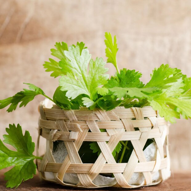 ধনেগাছ-সহ ওই বোতল দিনে ১-২ ঘণ্টা রাখুন রোদে। রোজ পাল্টাবেন জল। কিছুদিনের মধ্যে দেখবেন নতুন শিকড় বেরিয়ে এসেছে। এ বার ওই ডাল তুলে মাটিতে বসান। গভীর, চওড়া মুখের পাত্রে বসান ধনেগাছ।