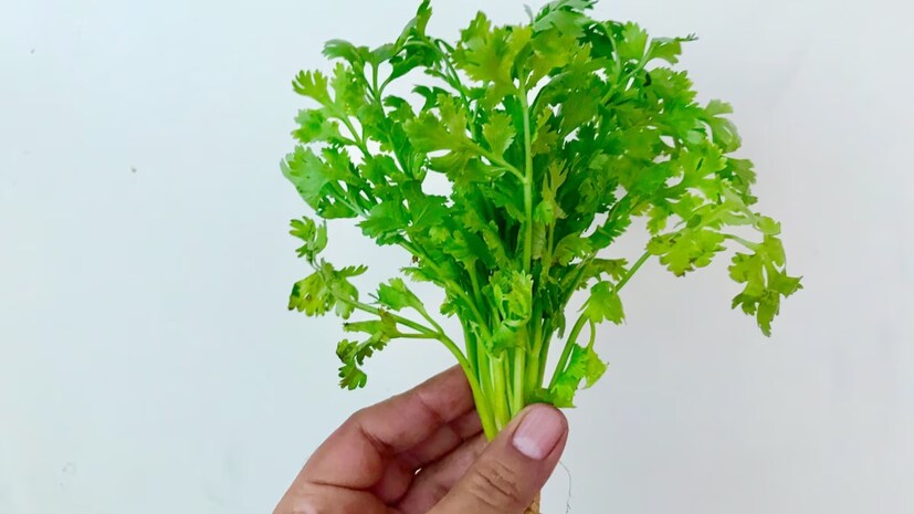 বেলে এবং এঁটেলমাটির মিশ্রণে বসান এই গাছ। কোকোপিট, নিমকেক, অর্গ্যানিক সার দিতে ভুলবেন না গাছে। রোজ হাল্কা হাতে সামান্য জল ছিটিয়ে দিন গাছের গোড়ায়। বেশি জল দিলে কিন্তু ধনেগাছের চারা পচে পাতা কালো হয়ে যাবে।