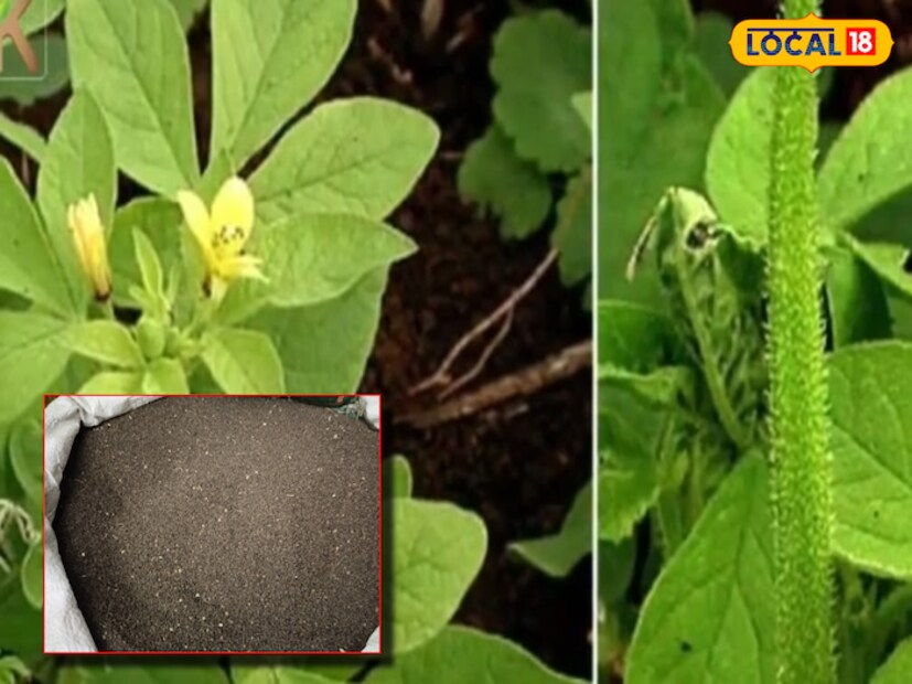 আয়ুর্বেদাচার্য ডা. সুশান্ত লোকাল 18-কে বলেন যে, &quot;জাখিয়া মশলা হিসেবেই মূলত ব্যবহার করা হয়। কারণ এটি শুধু খাবারের স্বাদই বাড়ায় না, হজমশক্তিও ভাল রাখে। তবে এটি শীতকালে ব্যবহার করা উচিত, কারণ এটি প্রকৃতিতে গরম। শীতকালে এটি প্রতিদিন খাবারে ব্যবহার করা যেতে পারে।&quot;