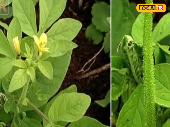 শরীরের কোনও অংশে ফোঁড়া বা ব্রণ হলে তা নিরাময়ের জন্য, জাখিয়া গাছের পাতার একটি পেস্ট তৈরি করা হয়। এই পেস্ট শরীরের ওই অংশে লাগিয়ে দিলে ফোঁড়া বা ব্রণ কমে যায় একে বারে! 