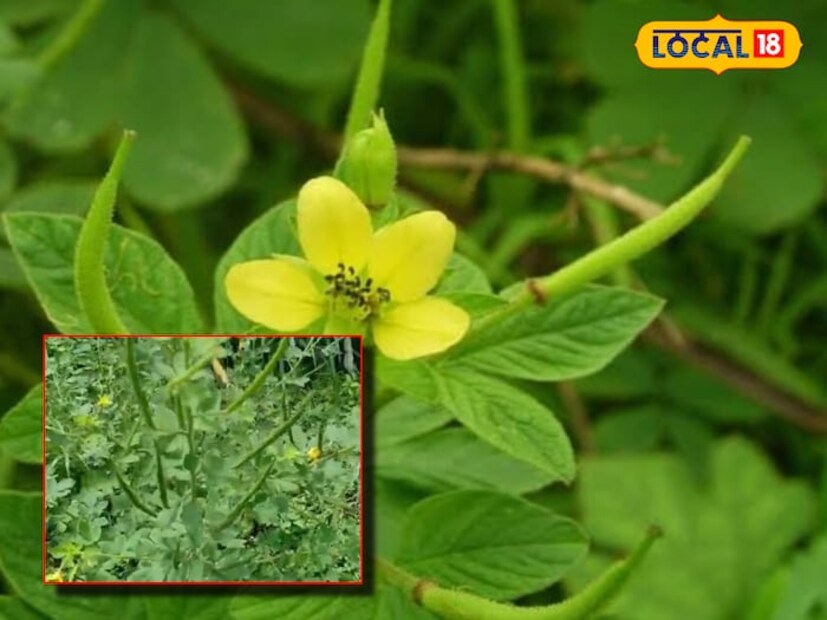 এই মশলা হল বা ওয়াইল্ড মাস্টার্ড বা বুনো সরষে! প্রতি কেজির দাম ২০০টাকা! এই বীজেই আছে মহৌষধির গুণ! জানেন কী কী উপকারিতা এই এক মশলার? 