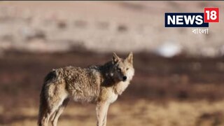 উত্তরপ্রদেশে একের পর এক নেকড়ের আক্রমণে প্রবল আতঙ্ক৷