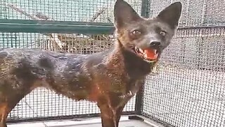 কোন প্রাণী এটি? কোন প্রাণী এটি?