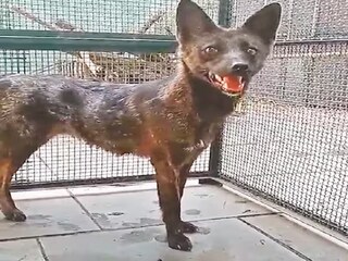 কোন প্রাণী এটি?