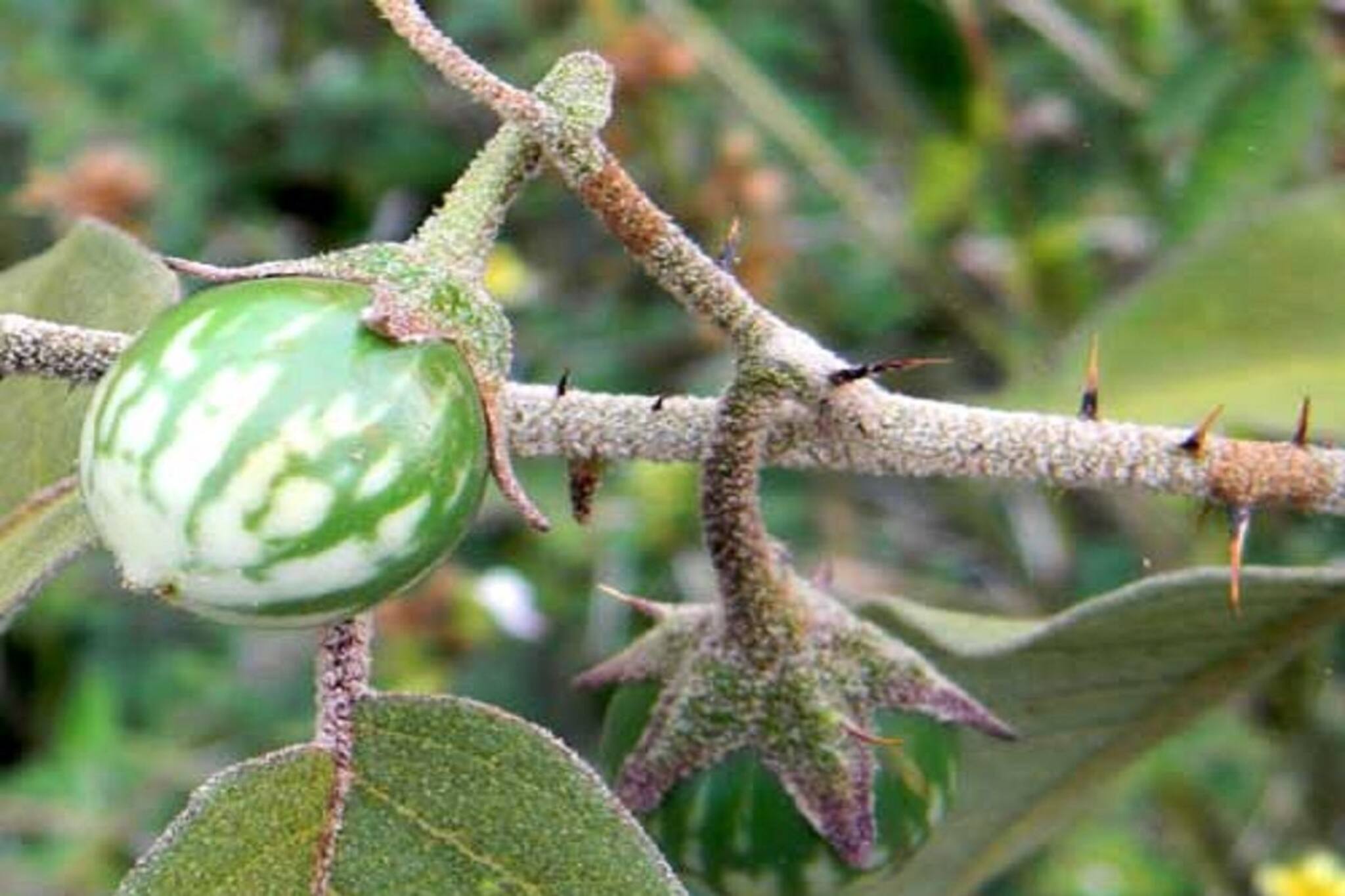 হাজারো রোগ সারবে এক ফলে! মধুমেহ থেকে ওজনের সমস্যা সব থাকবে নিয়ন্ত্রণে!