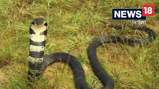 ছত্তিশগড়ে বাড়ির বিছানায় গোখড়ো সাপ!