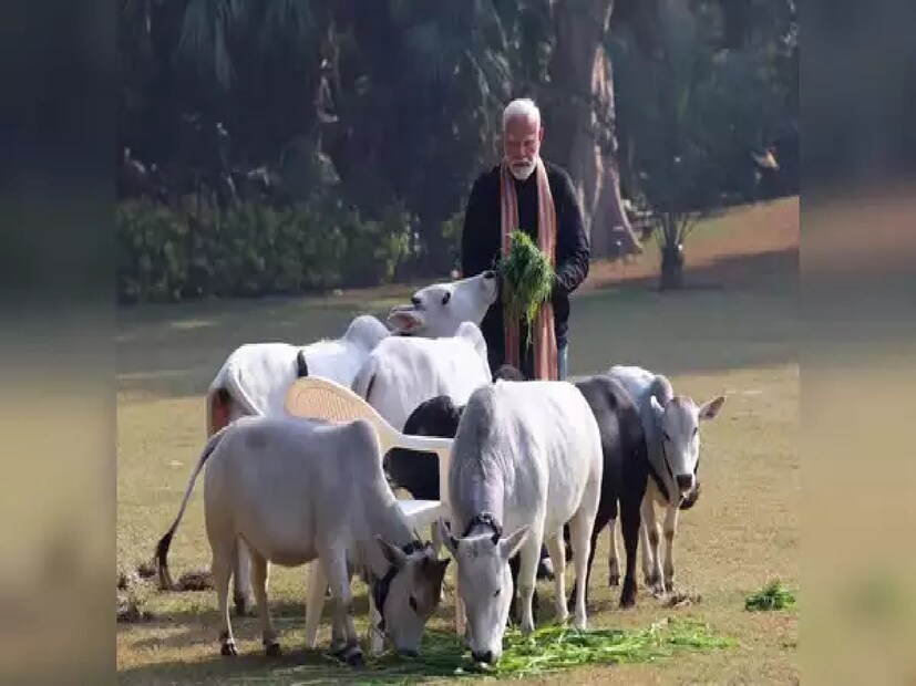 প্রধানমন্ত্রীকে বাছুরটিকে তার বাসভবনে নিয়ে যাচ্ছেন, ঠাকুরঘরে এনে গলায় পরিয়েছেন মালা। বাগানেও সেই বাছুরের সঙ্গে আবেগঘন মুহূর্ত ধরা দিয়েছে তাঁর পোস্ট করা একগুচ্ছ ছবিতে। ভাইরাল হয়েছে ভিডিও। 