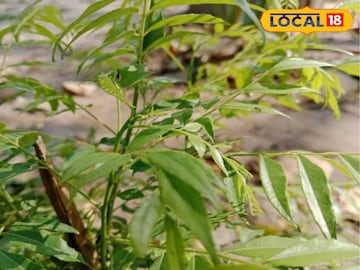 পুষ্টির ভান্ডার এই পাতা, সুগার-সহ এগারোটি রোগের যম, জানুন এর ব্যবহার পুষ্টির ভান্ডার এই পাতা, সুগার-সহ এগারোটি রোগের যম, জানুন এর ব্যবহার
