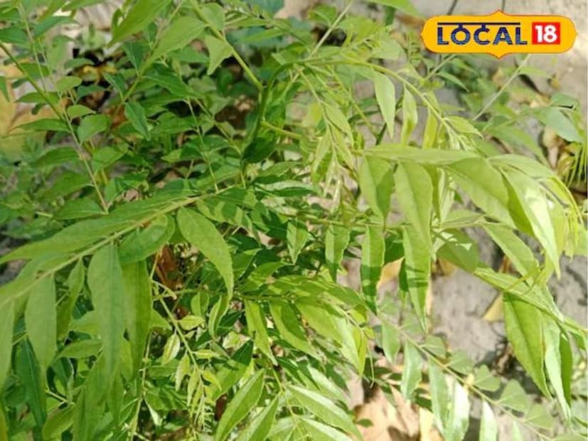 সবচেয়ে বড় বৈশিষ্ট্য হল কারি পাতার একটি শীতল প্রভাব রয়েছে, যা শরীরে সতেজতা প্রদান করে। যদি আমরা এর ব্যবহার সম্পর্কে কথা বলি, তাহলে দিনে ৫ থেকে ৬টি পাতা ব্যবহার করা যেতে পারে। সকালে বাসি মুখে এটি খাওয়া অত্যন্ত উপকারী। এটি রক্ত ​​পরিশোধনেও কাজ করে।