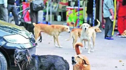 প্রতীকী ছবি। picture courtesy- PTI প্রতীকী ছবি। picture courtesy- PTI