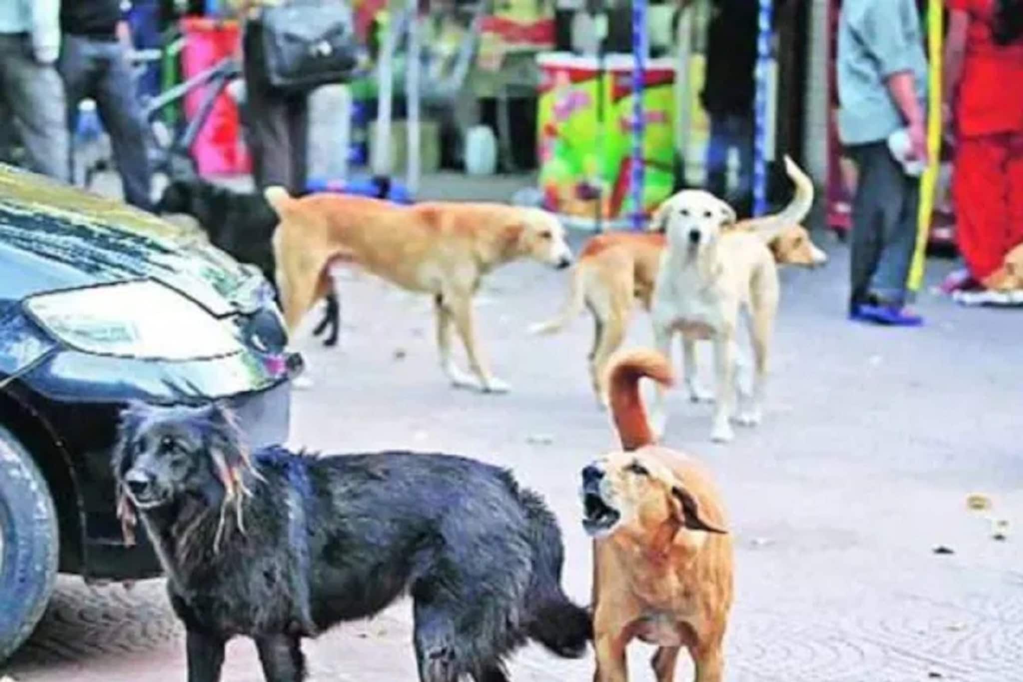 পুনেতে কুকুর আতঙ্ক, শিশুকে আক্রমণ সারমেয়ের, ভয়ঙ্কর দৃশ্য বন্দি সিসিটিভি ক্যামেরা