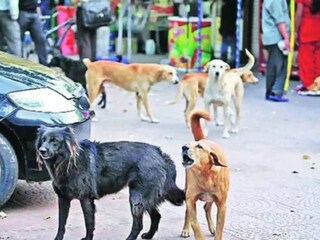 প্রতীকী ছবি। picture courtesy- PTI