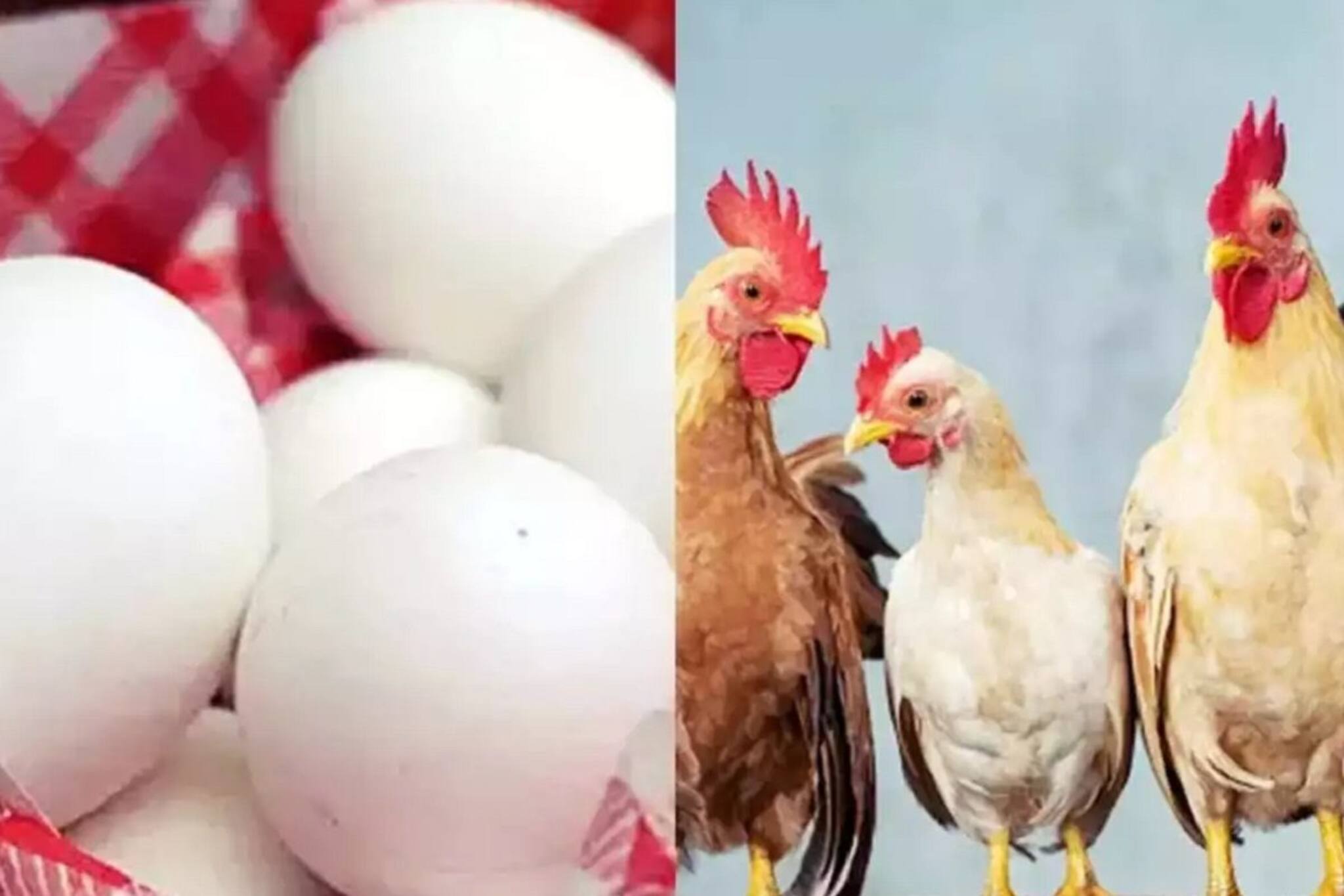 ভয়ঙ্কর ঘটনা! ওড়িশা থেকে চিকেন-ডিম ঢোকায় নিষেধাজ্ঞা জারি করল রাজ্য সরকার! কেন?