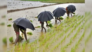 টানা বৃষ্টিতে জলের তলায় চাষ জমি