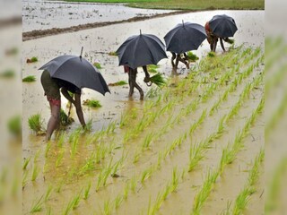 টানা বৃষ্টিতে জলের তলায় চাষ জমি