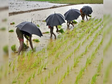 টানা বৃষ্টিতে জলের তলায় চাষ জমি