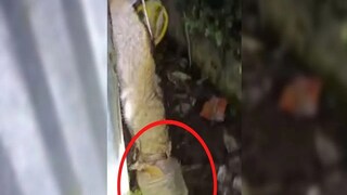 এলাকা জুড়ে নেমে এসেছে ভয়ের পরিবেশ