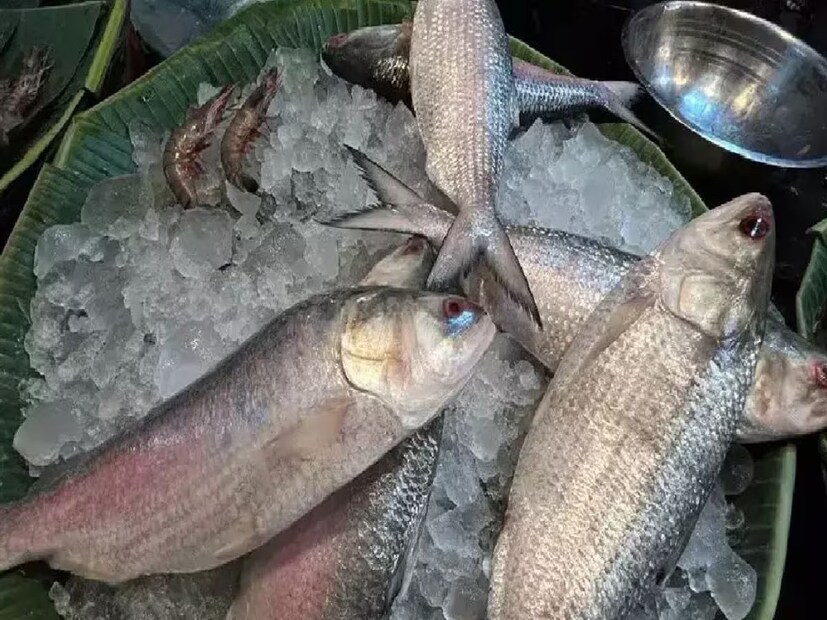 দুর্গাপুজোর দিকে মাথায় রেখে ইলিশ রফতানিতে ছাড়পত্র দিয়েছিল বাংলাদেশ সরকার। ১২ অক্টোবর পর্যন্ত ২৪ লাখ কেজি ইলিশ রফতানির ছাড়পত্র দিয়েছিল বাংলাদেশের অন্তর্বর্তী সরকার। প্রতীকী ছবি।