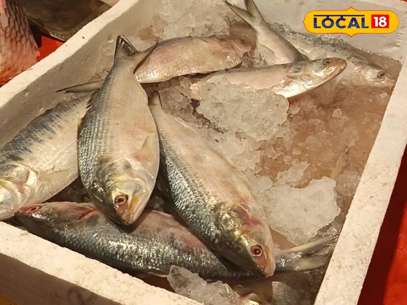 : বাঙালির শ্রেষ্ঠ উৎসব দুর্গা পুজো। আর এই দুর্গা পুজো মানেই বাঙালির রকমারি সুস্বাদু খাবারের সম্ভার। তবে সেই খাবারের মধ্যে ইলিশ থাকবে না এটা তো হতে পারে না। তাই এখন থেকেই বাঙালির ইলিশ নিয়ে চিন্তা শুরু হয়ে গিয়েছে। বাজারে বর্তমানে ইলিশের যোগান কিছুটা কম রয়েছে। তাই এখন দাম কিছুটা ঊর্ধ্বমুখী হয়ে রয়েছে।