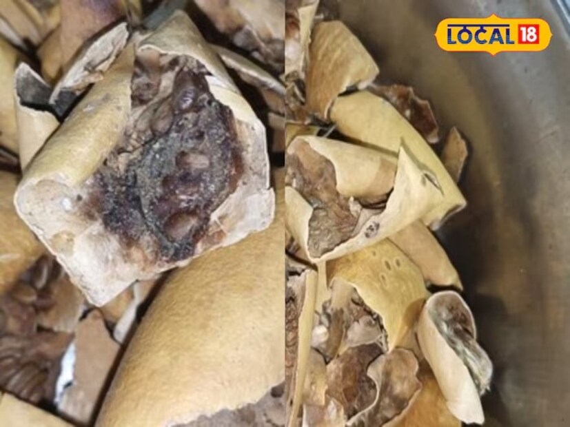 ঋতুকালীন সমস্যা সমাধানে- ঋতুকালীন সমস্যা সমাধানে এই ফল খুবই উপকারী। এছাড়াও বিভিন্ন স্ত্রী-রোগের ক্ষেত্রেও এই ফল ব্যবহার করলে তাঁর উপকার খুব শীঘ্রই পাওয়া যায়।