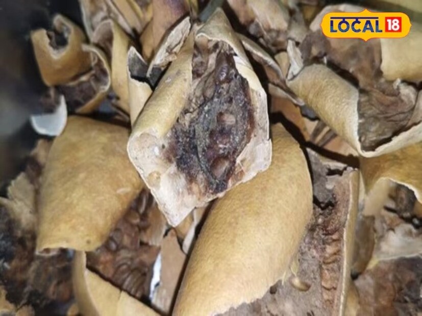 মধুমেহ নিয়ন্ত্রণে- মধুমেহ নিয়ন্ত্রণ রাখতে এবং ওজন কমাতে এই ফল খুবই কার্যকরী ভুমিকা পালন করে। শিশুদের মধ্যে নিউমোনিয়া কমাতেও এই ফল খুবই উপকারী। শুধু ওজন কমাতেই নেই, ওজন বাড়াতেও সাহায্য করে এই ফল।