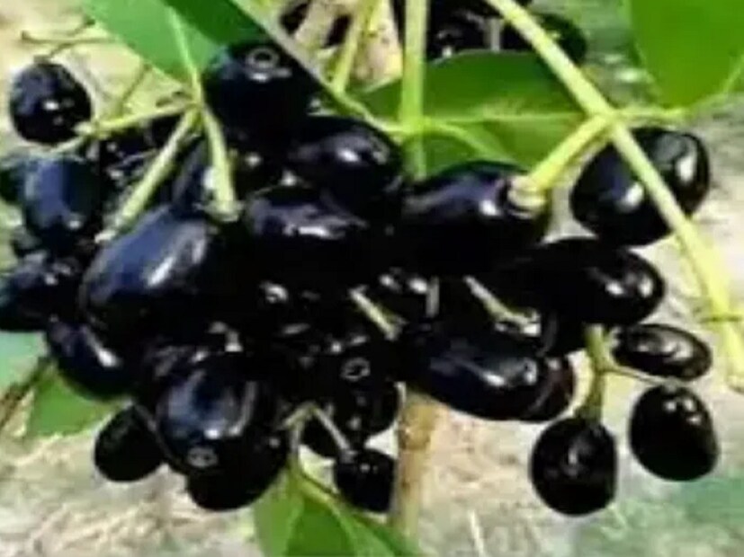 প্রথমে জাম কাঠ ভাল করে ধুয়ে নিন৷ তারপর জলের ট্যাঙ্কে রেখে দিন৷ এতে প্রতিদিন জলের ট্যাঙ্কি পরিষ্কার করার ঝুট-ঝামেলা থেকেও মুক্তি পাবেন৷ 